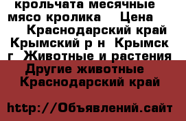 крольчата месячные.  мясо кролика. › Цена ­ 180 - Краснодарский край, Крымский р-н, Крымск г. Животные и растения » Другие животные   . Краснодарский край